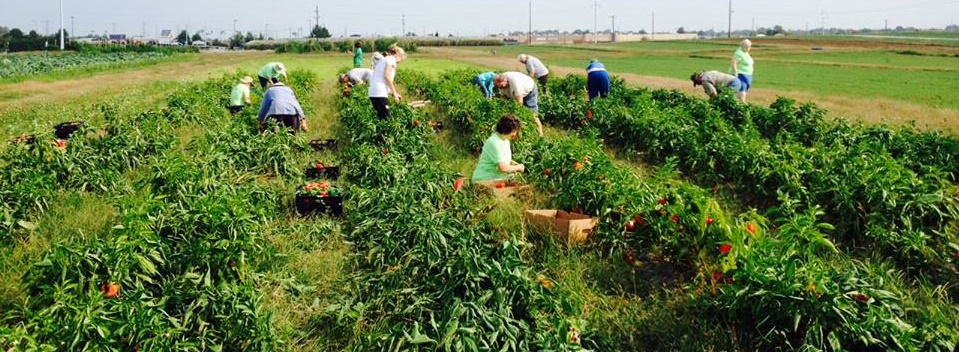 Harvest is right around the corner!