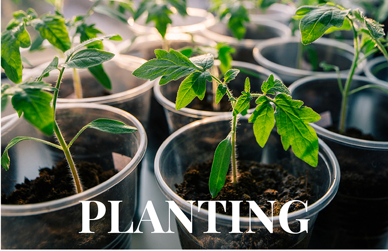 brandywine tomato plant