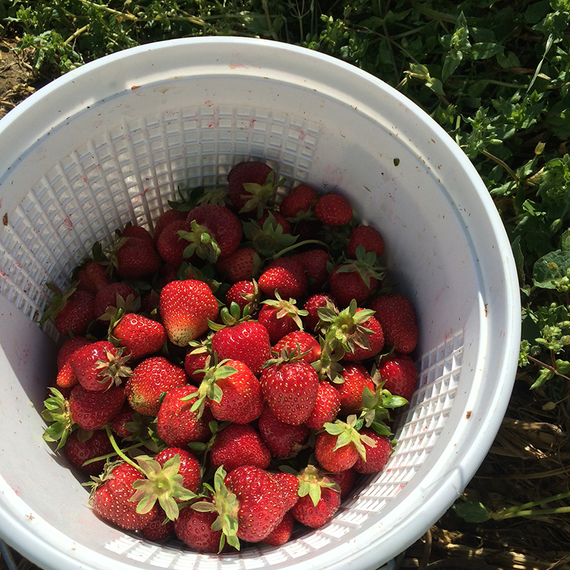 Road Trip For Strawberries!