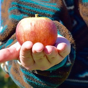 Reed Valley Orchard