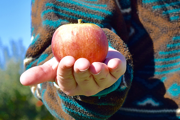 Bring Your Group to Glean at Reed Valley Orchard