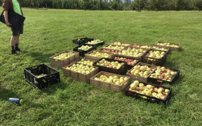 Get Back to the Orchard with us this Fall!